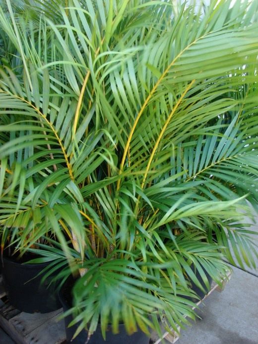 Хризалидокарпус (Chrysalidocarpus)