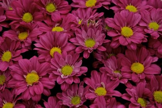 Chrysanthemum Reagan Splendid