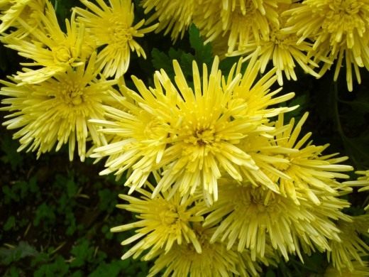Chrysanthemum morifolium