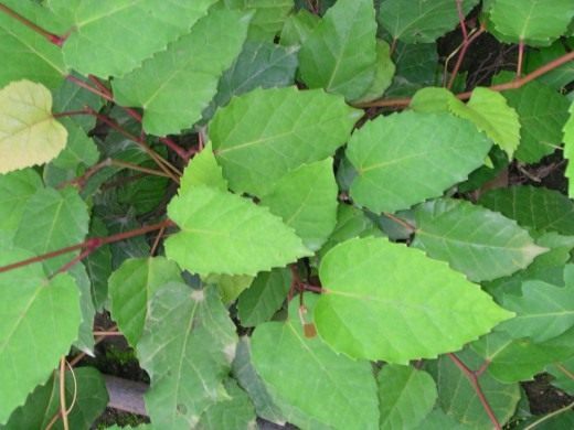 Циссус антарктический (Cissus antarctica)