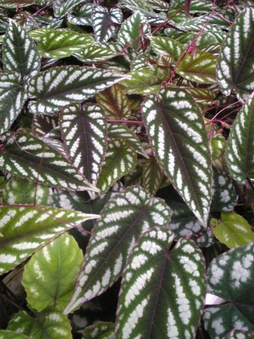 Циссус разноцветный (Cissus discolor)