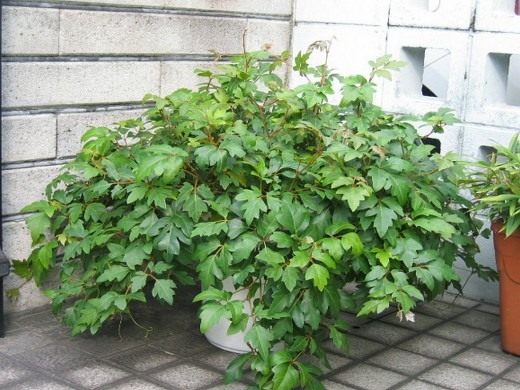 Циссус ромболистный (Cissus rhombifolia)