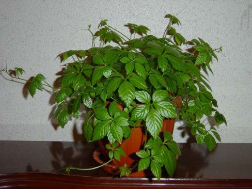 Циссус полосатый (Cissus striata)