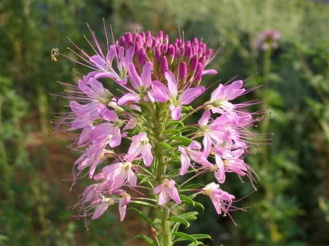Клеома (Cleome) Клеома (Cleome)