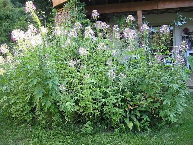 Клеома (Cleome) Клеома (Cleome)