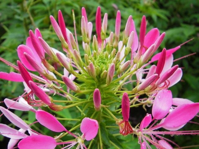 Клеома (Cleome) Клеома (Cleome)