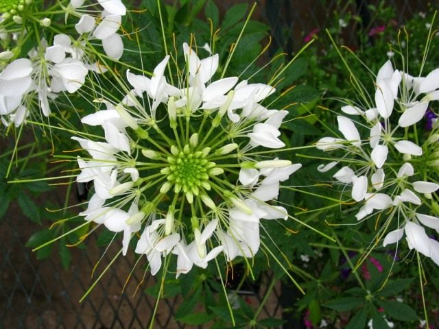 Клеома (Cleome) Клеома (Cleome)