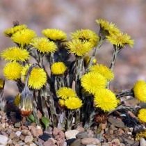 Мать-и-мачеха (Tussilago farfara) Мать-и-мачеха (Tussilago farfara)