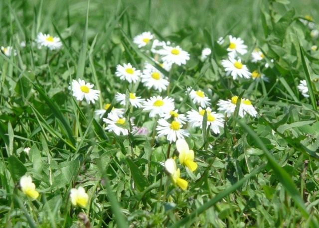 Маргаритка многолетняя (Bellis perennis) Маргаритка многолетняя (Bellis perennis)