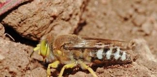 Оса песчанная (Crabronidae)