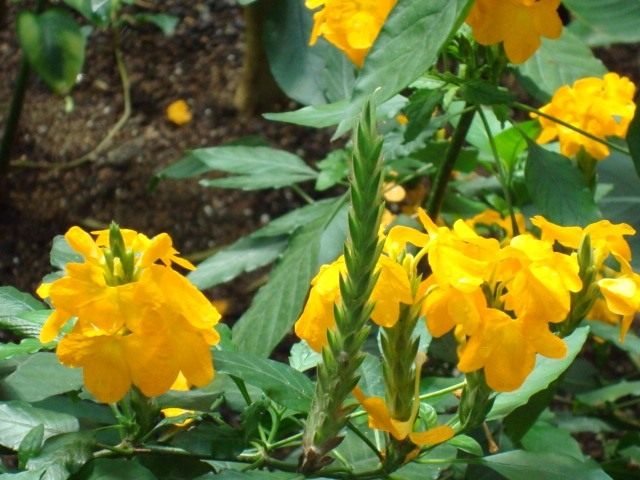 Кроссандра (Crossandra) Кроссандра (Crossandra)