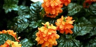 Кроссандра (Crossandra)