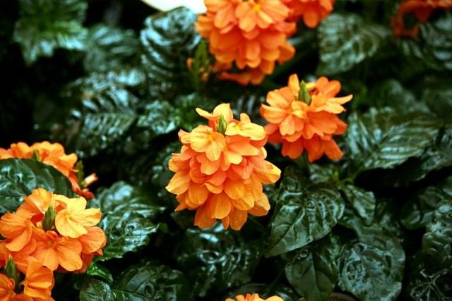 Кроссандра (Crossandra) Кроссандра (Crossandra)