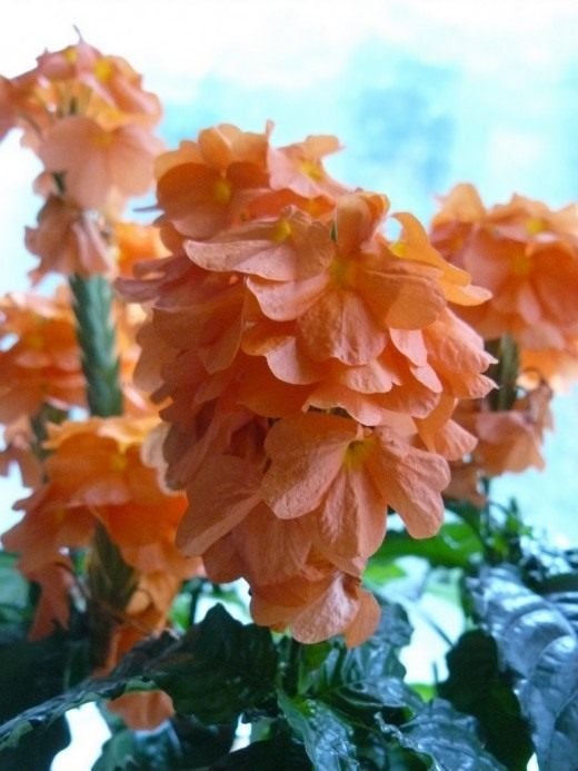 Кроссандра (Crossandra)
