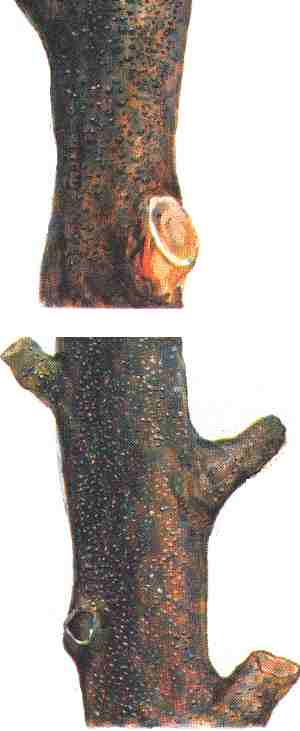 Cytospora