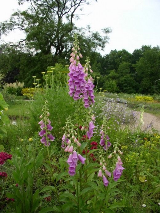 Наперстянка (Digitalis) Наперстянка (Digitalis)