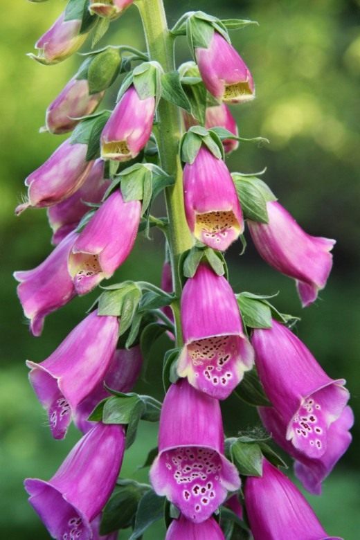 Наперстянка (Digitalis) Наперстянка (Digitalis)