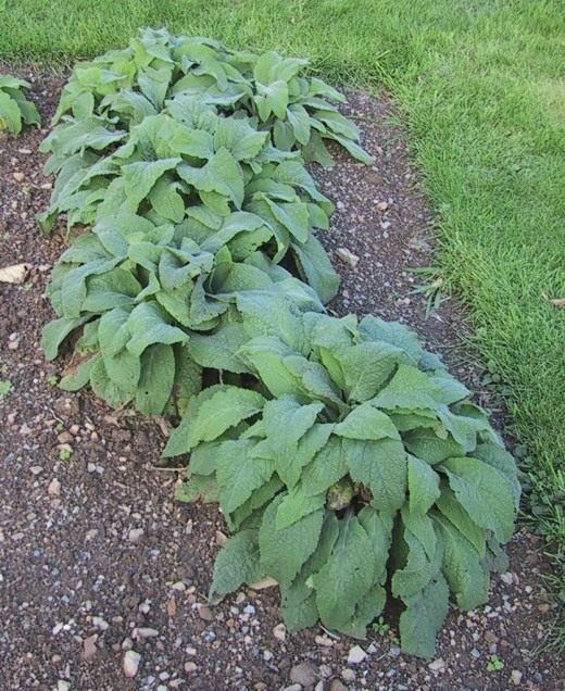 Наперстянка (Digitalis)