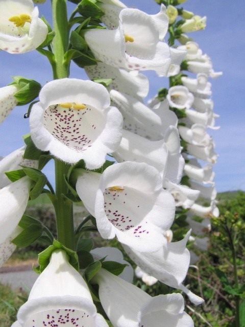 Наперстянка (Digitalis) Наперстянка (Digitalis)