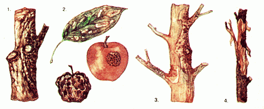 Повреждение яблони раковыми болезнями: 1 - штамб, пораженный «антоновым огнем»; 2 - черный рак на листе и плодах (внизу - мумифицированный плод); 3 - больной цитоспорозом участок штамба; 4- размочаливание коры - характерный признак цитоспароза.