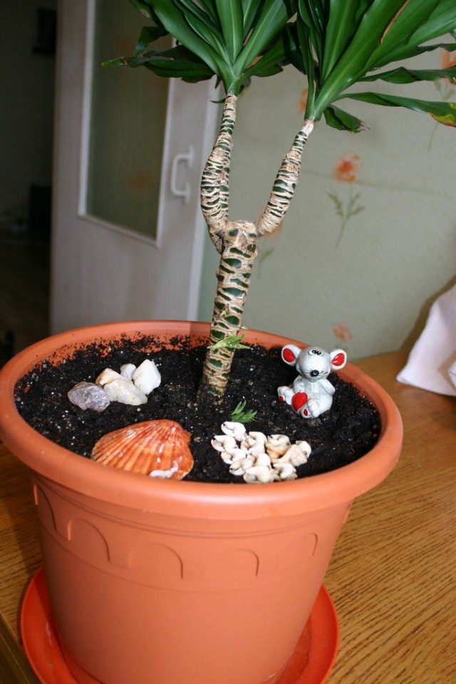 Драцена (Dracaena) Драцена (Dracaena)