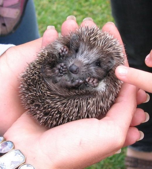 Ёж (Hedgehog)