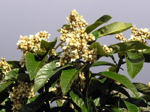 Эриоботрия японская, или японская мушмула (Eriobotrya japonica) Эриоботрия японская, или японская мушмула (Eriobotrya japonica)