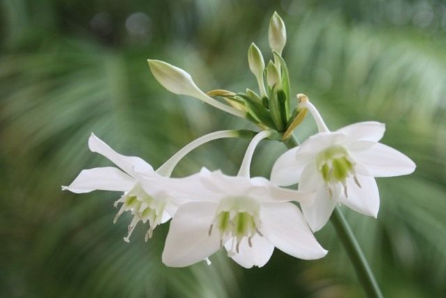 Эухарис крупноцветковый (Eucharis grandiflora) Эухарис крупноцветковый (Eucharis grandiflora)