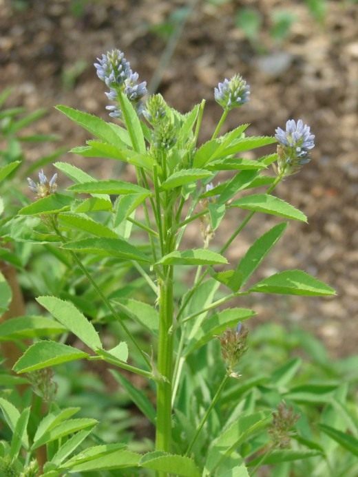 Пажитник (Fenugreek)