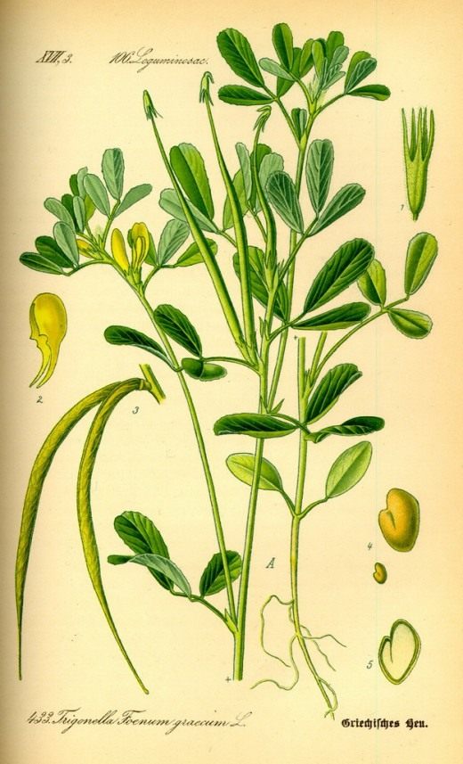 Пажитник (Fenugreek)