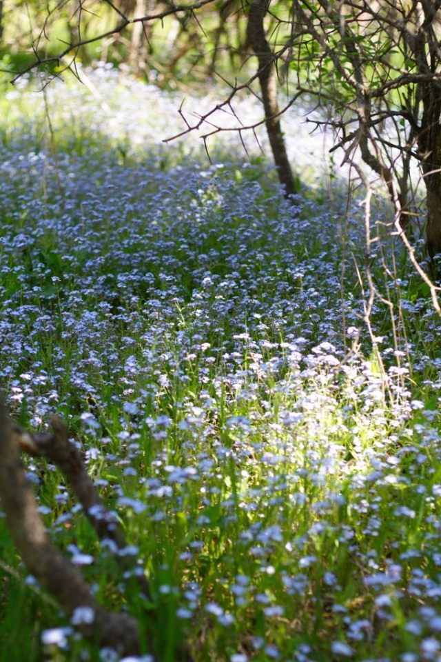 Незабудка (Myosotis) Незабудка (Myosotis)