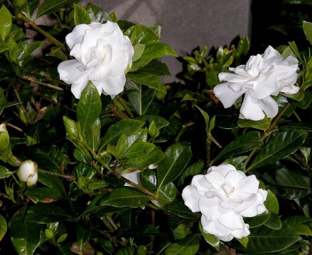 Гардения жасминовидная (Gardenia jasminoides) Гардения жасминовидная (Gardenia jasminoides)