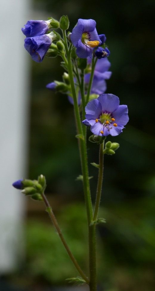 Синюха голубая (Greek valerian)