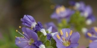 Синюха голубая