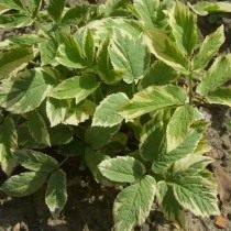 Сныть пестролистная (Aegopodium podagraria Variegata) Сныть пестролистная (Aegopodium podagraria Variegata)