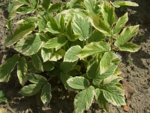 Сныть пестролистная (Ground-elder Variegata)