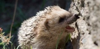 Ёж (Hedgehog)