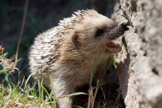 Ёж (Hedgehog) Ёж (Hedgehog)