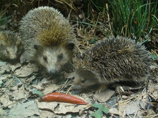 Ёж (Hedgehog)