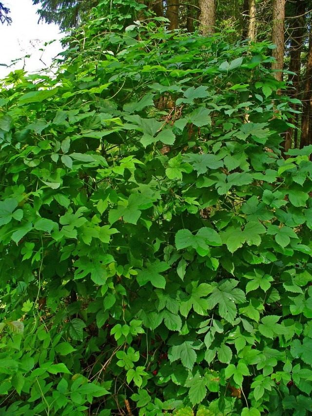 Хмель (Humulus) Хмель (Humulus)