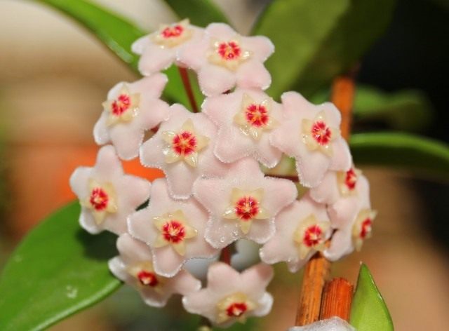 Хойя мясистая (Hoya carnosa) Хойя мясистая (Hoya carnosa)
