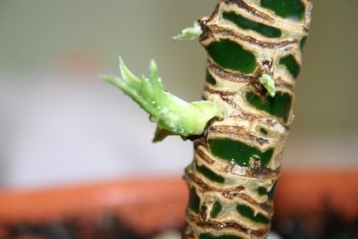 Драцена (Dracaena) Драцена (Dracaena)