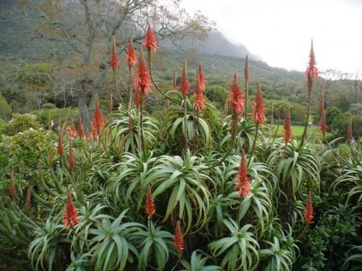 Алоэ древовидное (Krantz aloe)
