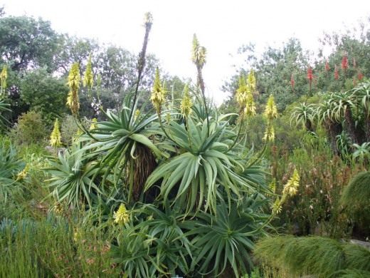 Алоэ древовидное (Krantz aloe)