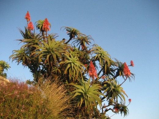 Алоэ древовидное (Krantz aloe)