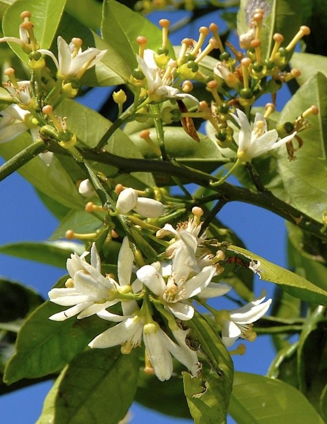 Лимон (Citrus limon) Лимон (Citrus limon)