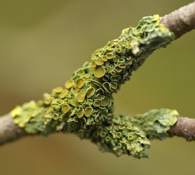 Ксантория настенная (Xanthoria parietina) — лишайник семейства Телосхистовые, вид рода Ксантория. Ксантория настенная (Xanthoria parietina) — лишайник семейства Телосхистовые, вид рода Ксантория.