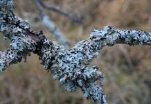 Лишайники на деревьях. Как от них избавиться и надо ли? - Сад и огород Пармелия бороздчатая (Parmelia sulcata) растёт на стволах и ветвях лиственных и хвойных деревьев, а также на обработанной древесине и каменистом субстрате, как правило, в хорошо освещённых местах