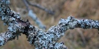 Пармелия бороздчатая (Parmelia sulcata) растёт на стволах и ветвях лиственных и хвойных деревьев, а также на обработанной древесине и каменистом субстрате, как правило, в хорошо освещённых местах