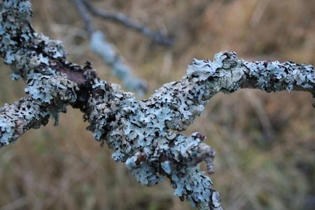 Пармелия бороздчатая (Parmelia sulcata) растёт на стволах и ветвях лиственных и хвойных деревьев, а также на обработанной древесине и каменистом субстрате, как правило, в хорошо освещённых местах Пармелия бороздчатая (Parmelia sulcata) растёт на стволах и ветвях лиственных и хвойных деревьев, а также на обработанной древесине и каменистом субстрате, как правило, в хорошо освещённых местах